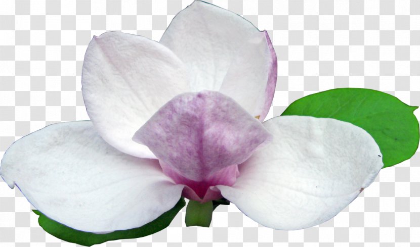 Flowering Plant Magnolia Clip Art - Purple Transparent PNG