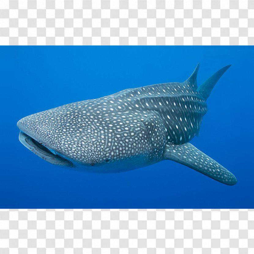 Whale Shark Cetacea Fin Porpoise - Cartilaginous Fish Transparent PNG