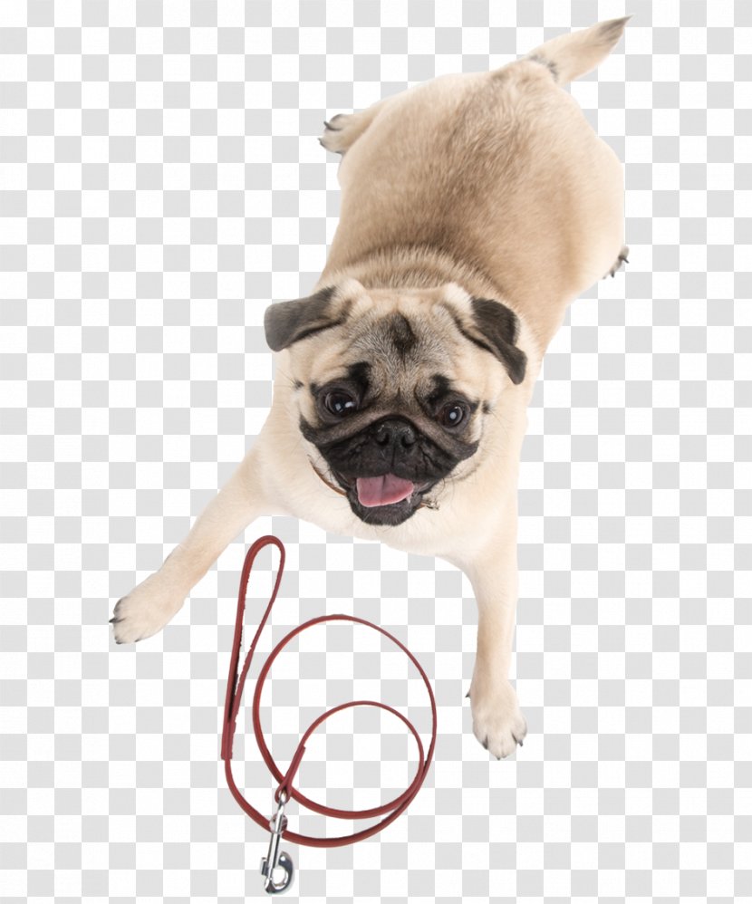 Pug Puppy Stock Photography Royalty-free - Pet - Dog With Collar Transparent PNG