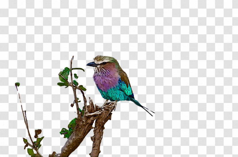 Lovebird Transparent PNG