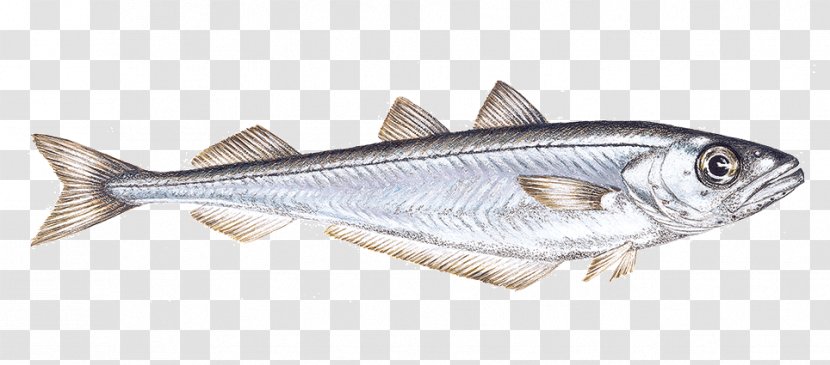 Fish Cartoon - Rayfinned - Forage Cod Transparent PNG