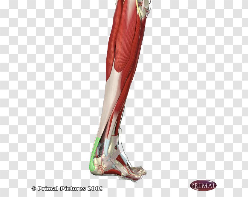 Calf Achilles Tendon Calcaneus Tendinitis - Silhouette - Flower Transparent PNG