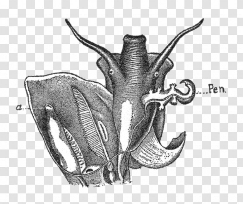 Invertebrate Drawing /m/02csf White Jaw - Pen Mark Transparent PNG