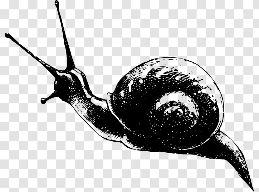 White Garden Snail Gastropods Slug Clip Art - Snails And Slugs Transparent PNG