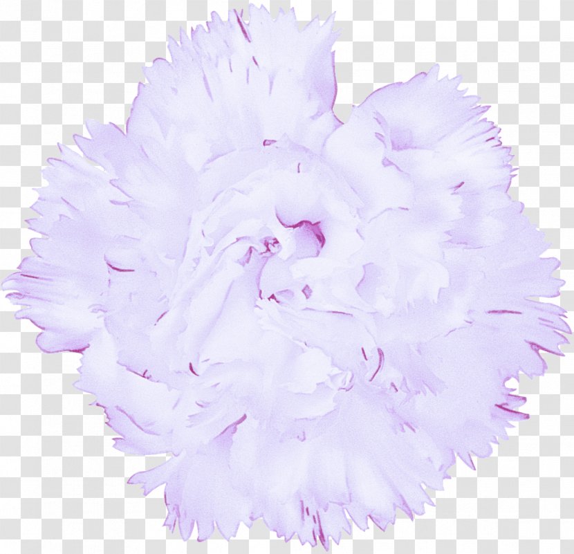 Lavender - Lilac - Feather Plant Transparent PNG