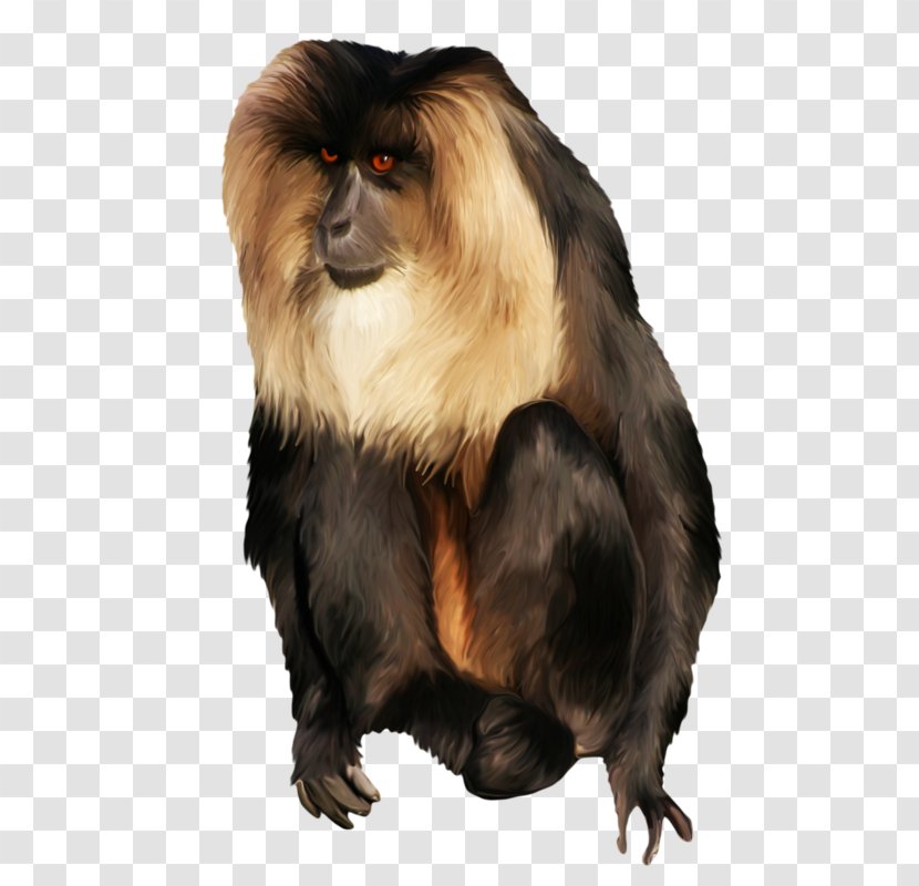 Macaque Yellow Baboon Monkey Cercopithecidae - Wildlife Transparent PNG