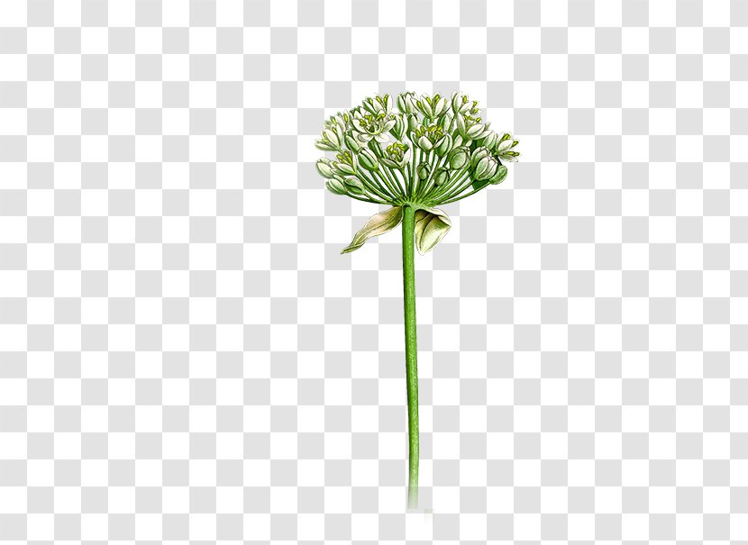 Herb Cheeses German Chamomile Cut Flowers Yarrow - Flowerpot - Allium Transparent PNG