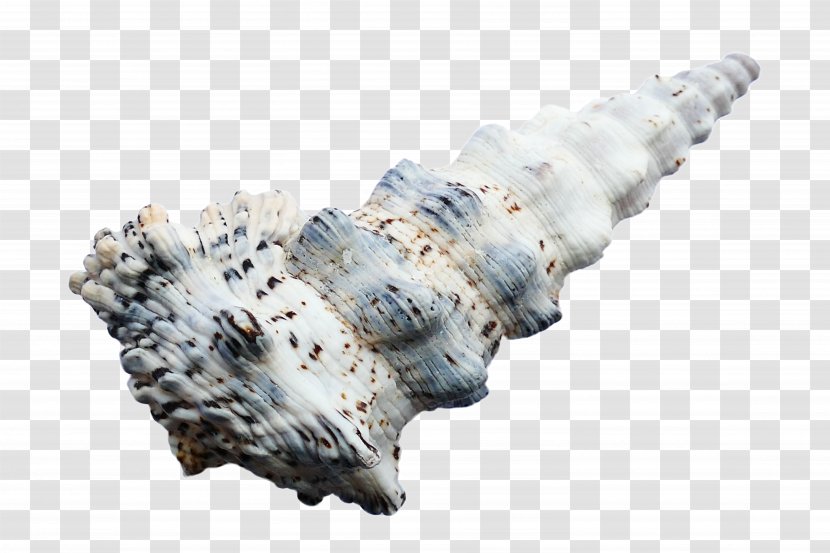 Seashell Caracola Beach Transparent PNG