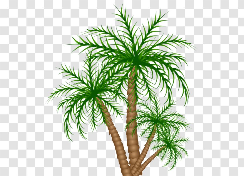 Asian Palmyra Palm Flowerpot Date Houseplant Evergreen Transparent PNG
