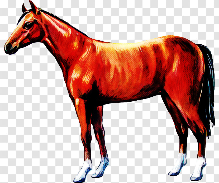 Horse Animal Figure Sorrel Mane Mare Transparent PNG