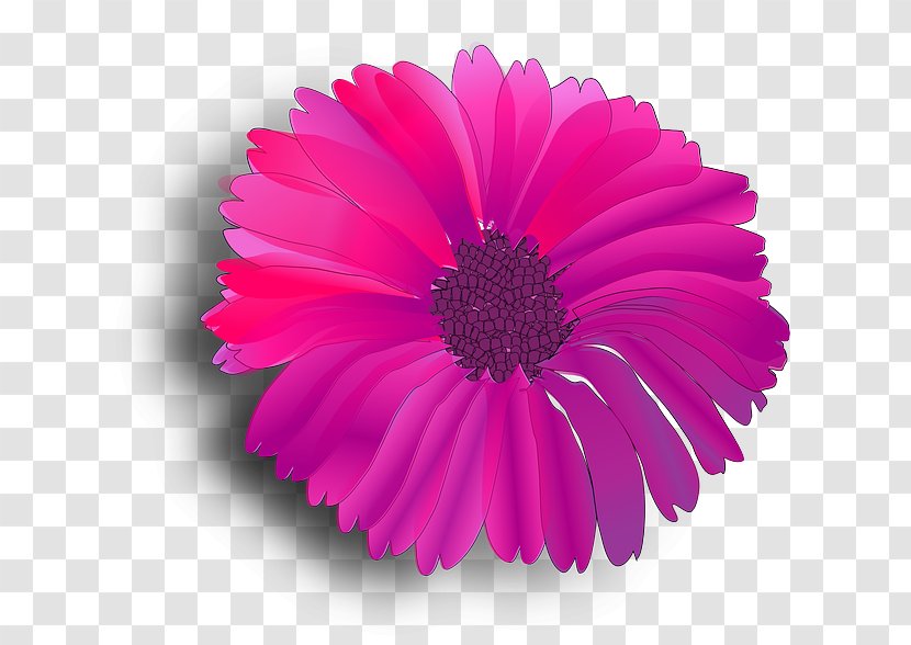 Pink Flowers Common Daisy Clip Art - Flowering Plant - Flower Transparent PNG