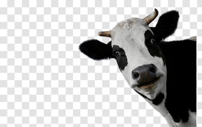 Beef Cattle Holstein Friesian Sheep Calf Dairy - Printing Transparent PNG