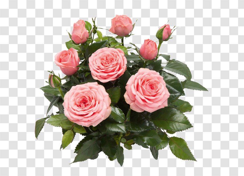 Garden Roses Cabbage Rose Memorial Floribunda West Dekora Street - Flower Transparent PNG