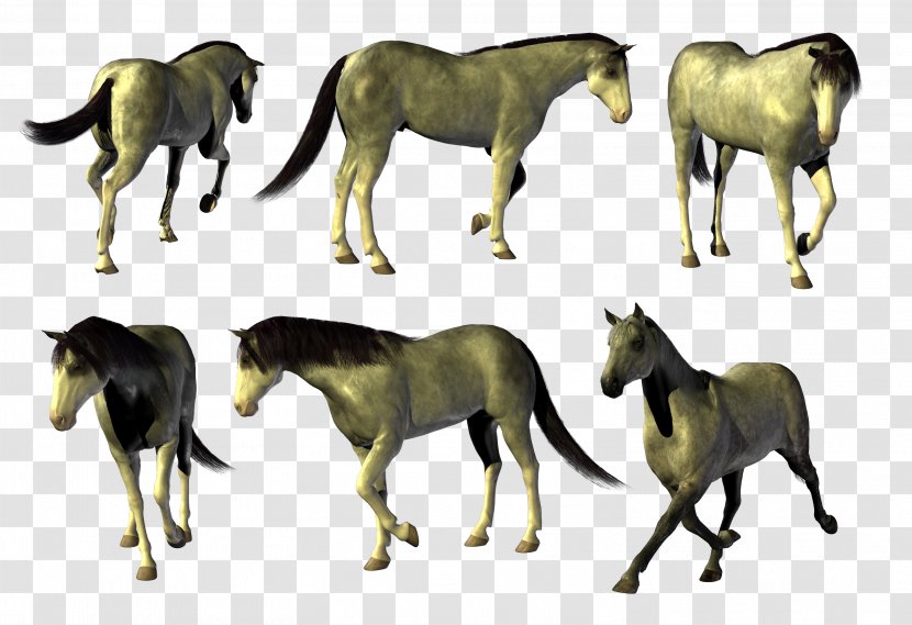Mustang Akhal-Teke Horses Stallion Mare - Fauna - Horse Transparent PNG