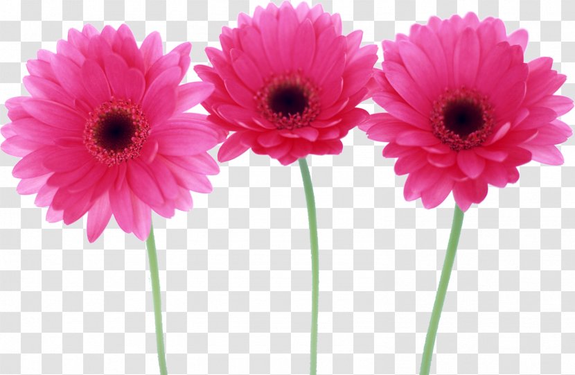 Desktop Wallpaper Flower Child - Plant - Ebook Transparent PNG