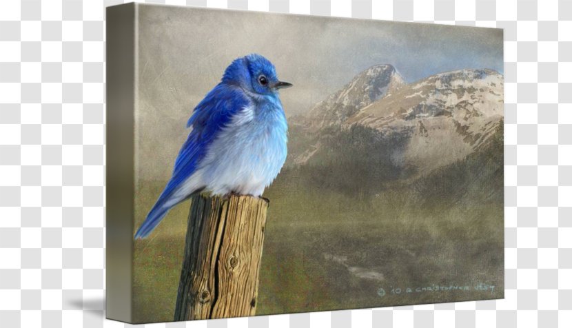 Mountain Bluebird Painting Canvas Print Art - Bird Transparent PNG