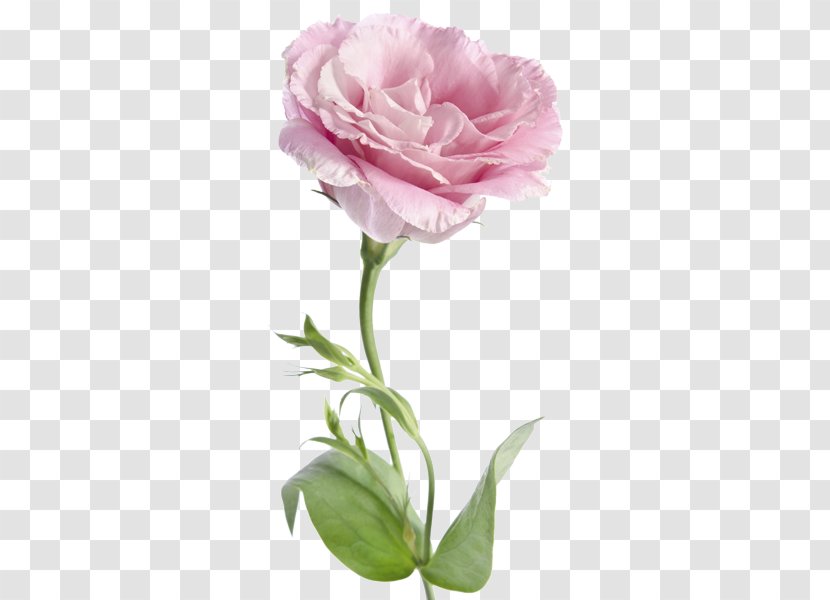 Cabbage Rose Garden Roses Hotel Amarilis Prairie Gentian Flower - Plant Stem Transparent PNG