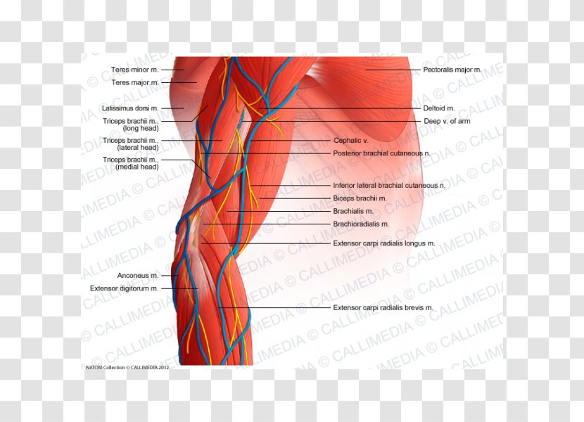 Elbow Muscle Forearm Augšdelms - Heart - Arm Transparent PNG