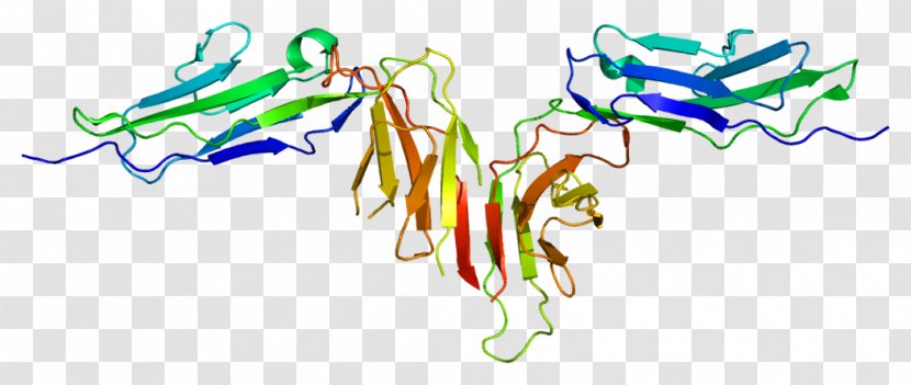 Glycoprotein Platelet Collagen GPVI Receptor - Membrane Transparent PNG