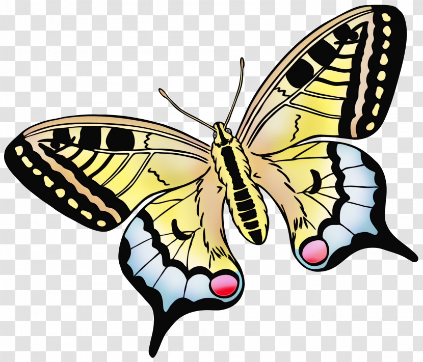 Moths And Butterflies Butterfly Papilio Machaon Insect Cynthia (subgenus) Transparent PNG