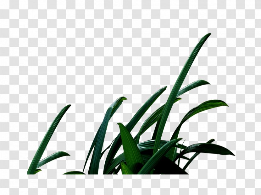 Leaf Illustration - Grass Family - Plant Transparent PNG