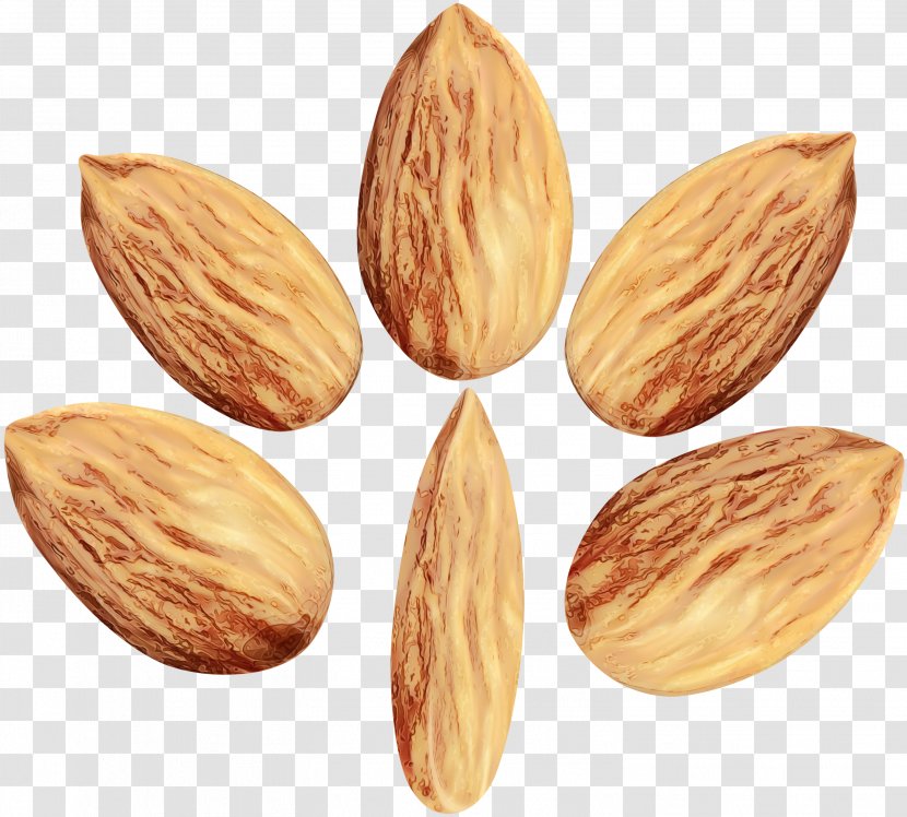 Almond Plant Superfood Food Nut - Apricot Kernel Nuts Seeds Transparent PNG