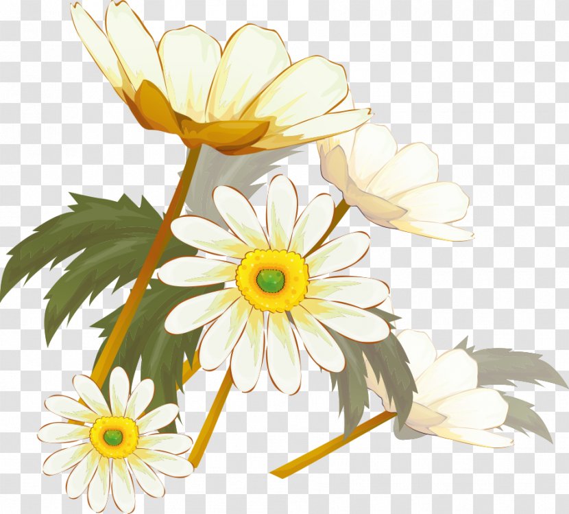 Chrysanthemum Xd7grandiflorum Flowering Tea Oxeye Daisy Feverfew Transparent PNG