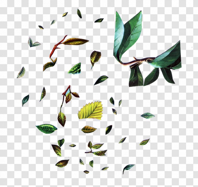 Leaf Clip Art Image Photography - Botany - Painting Transparent PNG