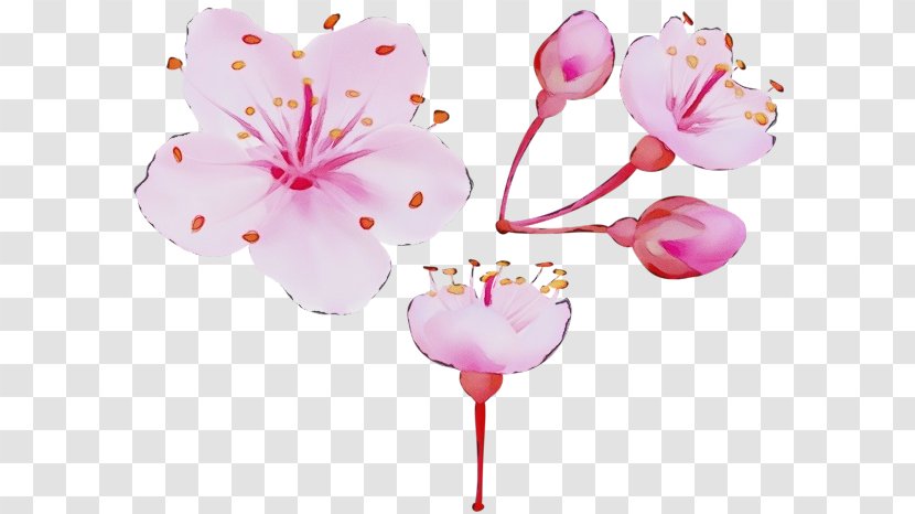Cherry Blossom - Balloon - Cut Flowers Party Supply Transparent PNG