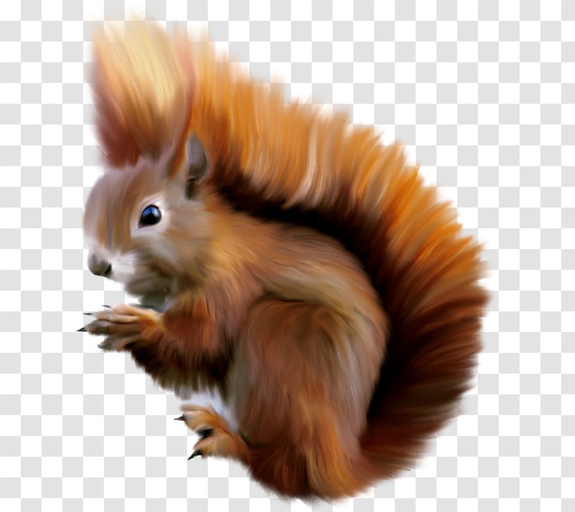 Squirrel - Animation - Cartoon Transparent PNG
