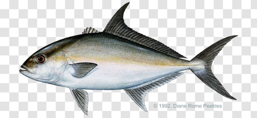 Almaco Jack Yellowtail Amberjack Greater Bar - Organism - Japan Fish Transparent PNG