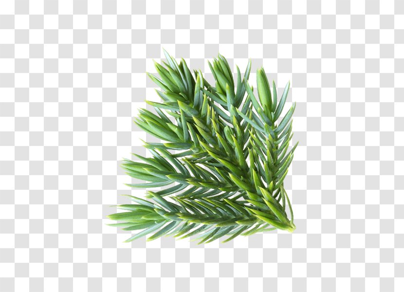 Pine Spruce Leaf Conifers Common Juniper - Sage - Leaves Transparent PNG