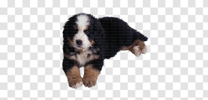 Bernese Mountain Dog Entlebucher Golden Retriever Puppy Chihuahua - Morkie Transparent PNG