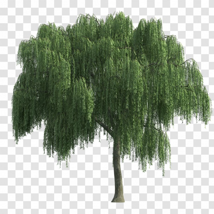 Tree Architecture Weeping Willow - Landscape Transparent PNG