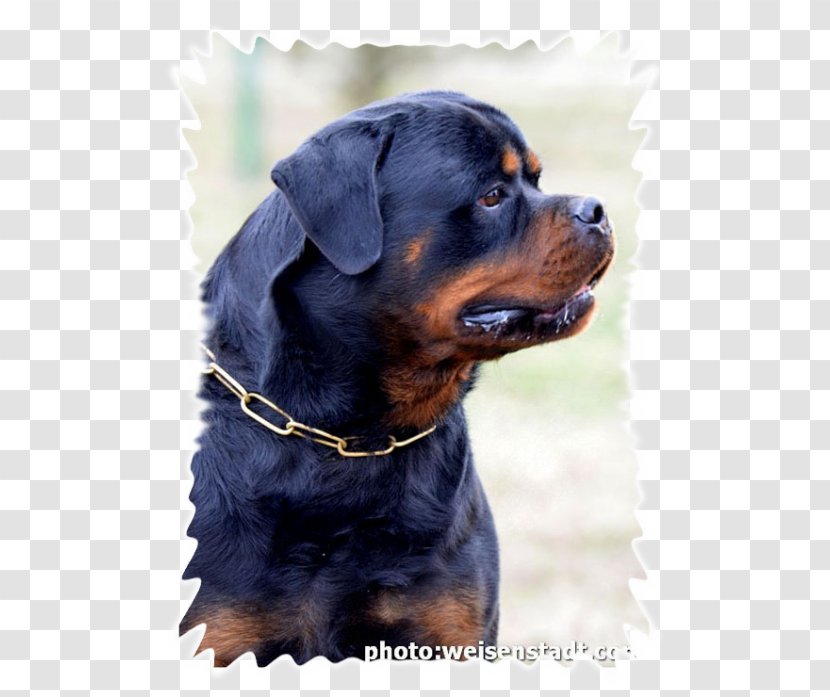 Rottweiler Dog Breed Puppy Group (dog) Snout - Pages Transparent PNG