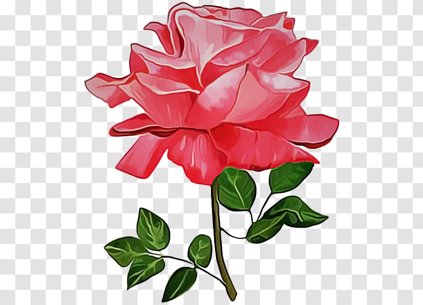 Garden Roses - Rose - Hybrid Tea Family Transparent PNG