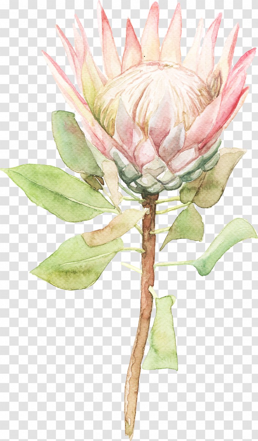 Watercolor Painting Flower - Sen Department Of Sunflower Flowers Transparent PNG