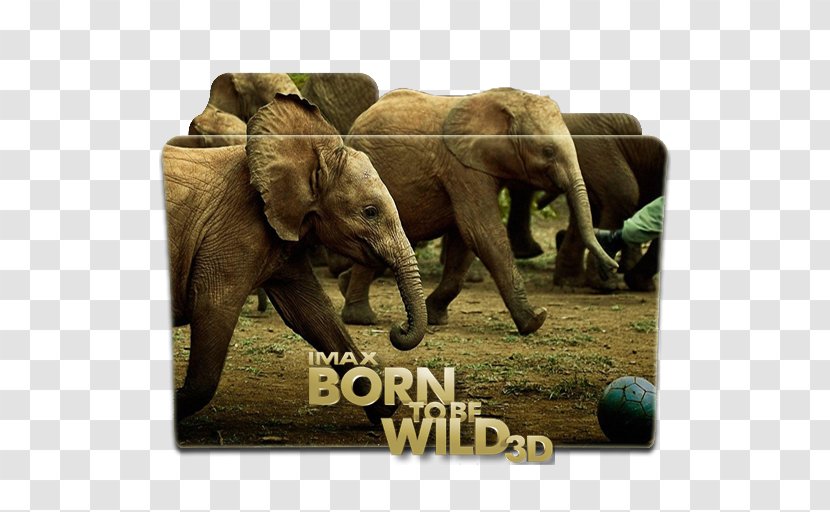 Film Poster Hollywood Documentary - Be Born Transparent PNG