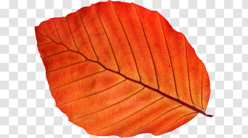 Leaf Clip Art Image File Format - Petal - Dried Lotus Transparent PNG