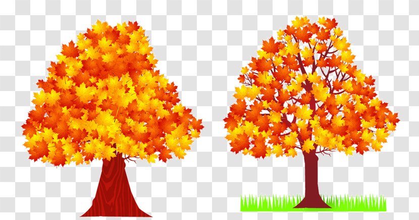 Autumn Tree Deciduous Maple Leaf Transparent PNG