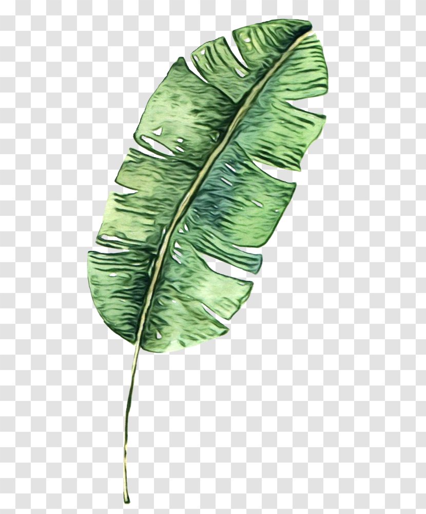 Banana Leaf - Plant - Flower Stem Transparent PNG