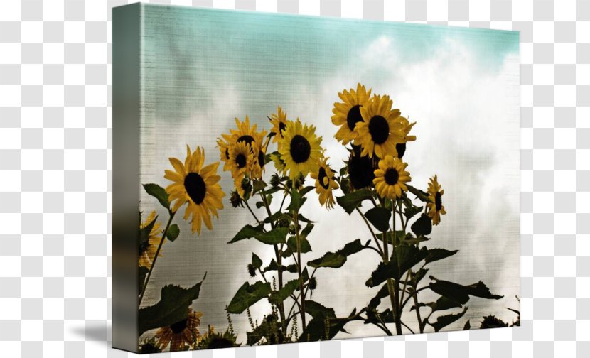 Common Sunflower Seed Floral Design Sunflowers Transparent PNG