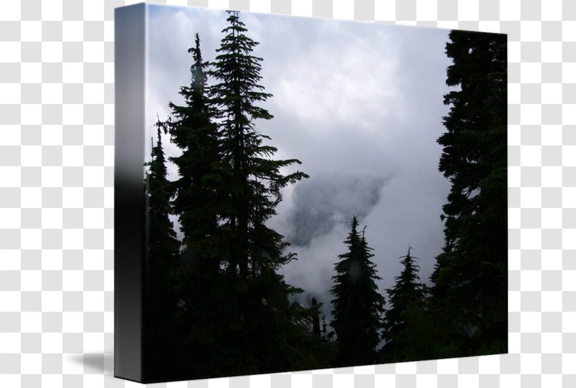 Spruce-fir Forests Pine - Spruce Fir Forest Transparent PNG