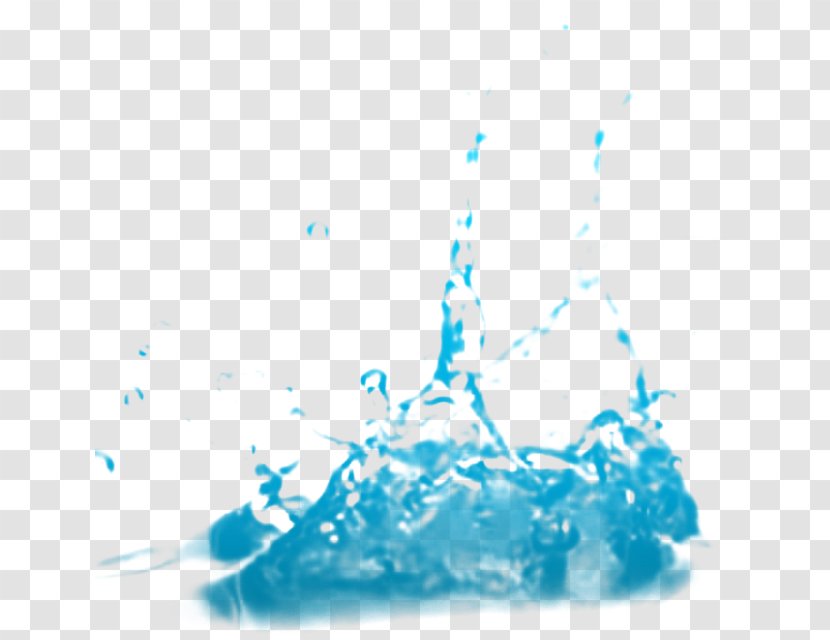 Water Drop - Organism Transparent PNG