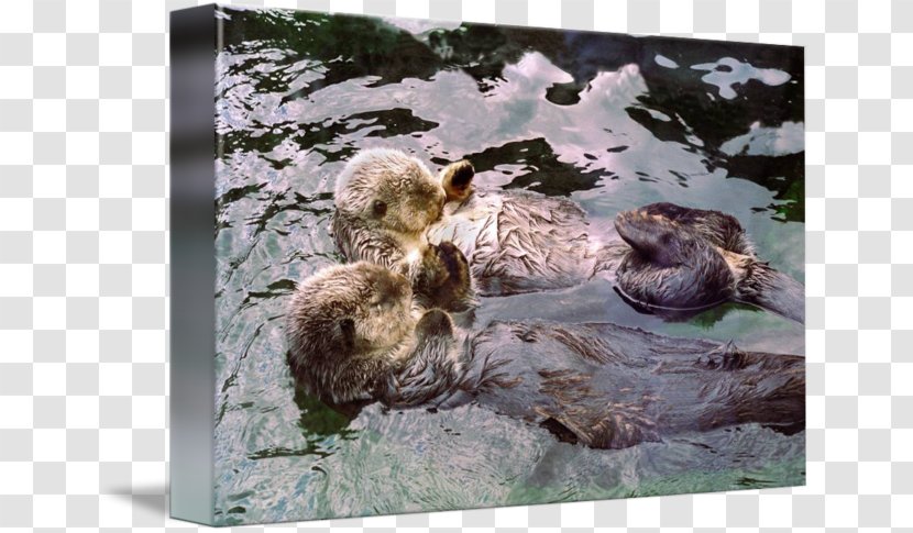Sea Otter Marine Mammal Canvas Print Paper - Mouse Mats Transparent PNG