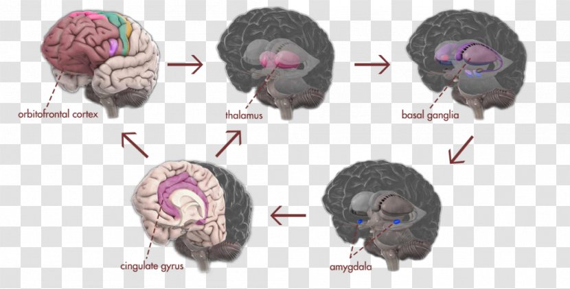 Obsessive–compulsive Disorder Brain Scrupulosity Compulsive Behavior Amygdala - Tree Transparent PNG