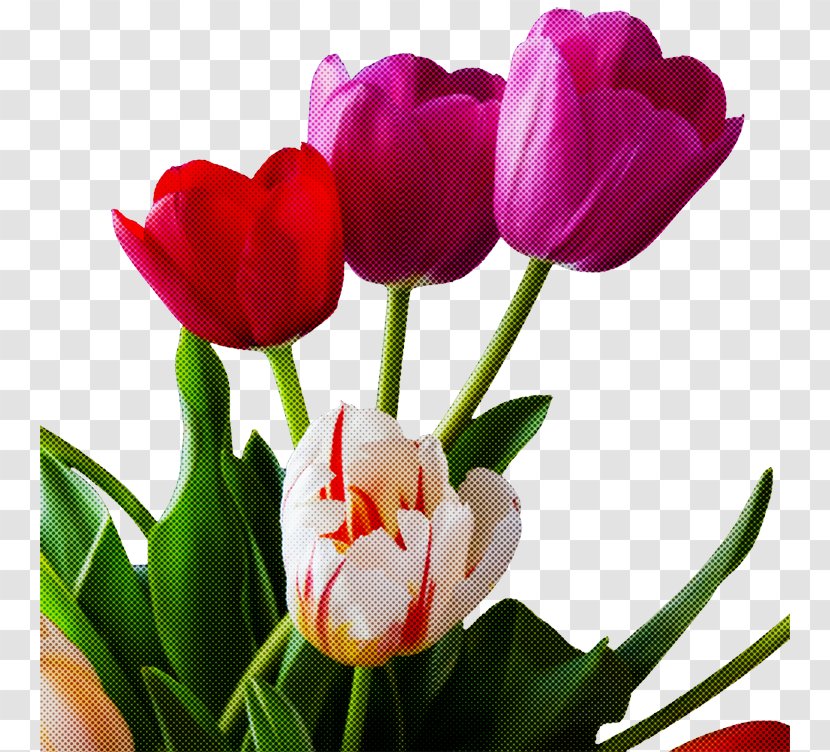 Flower Flowering Plant Petal Tulip - Stem - Pink Transparent PNG