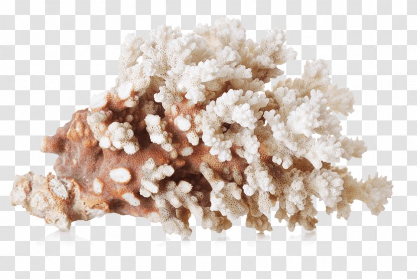 Dietary Supplement Food Hormone Calcium - Magnesium - Powdered Coral Coloring Transparent PNG