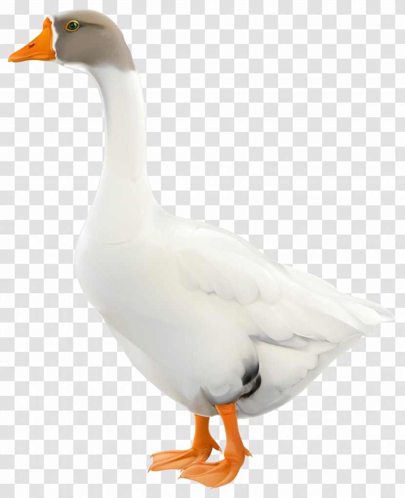 Goose Duck Animal Transparent PNG