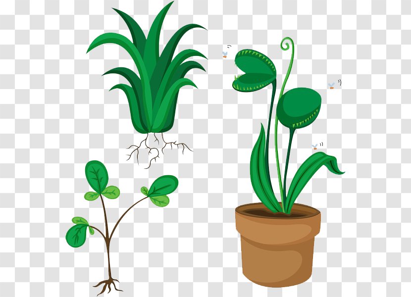 Royalty-free Venus Flytrap Stock Illustration - Royaltyfree - Green Plants Transparent PNG